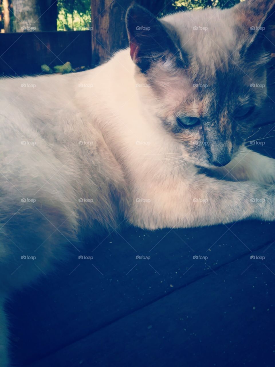 A macia e sedutora de olhos azuis.