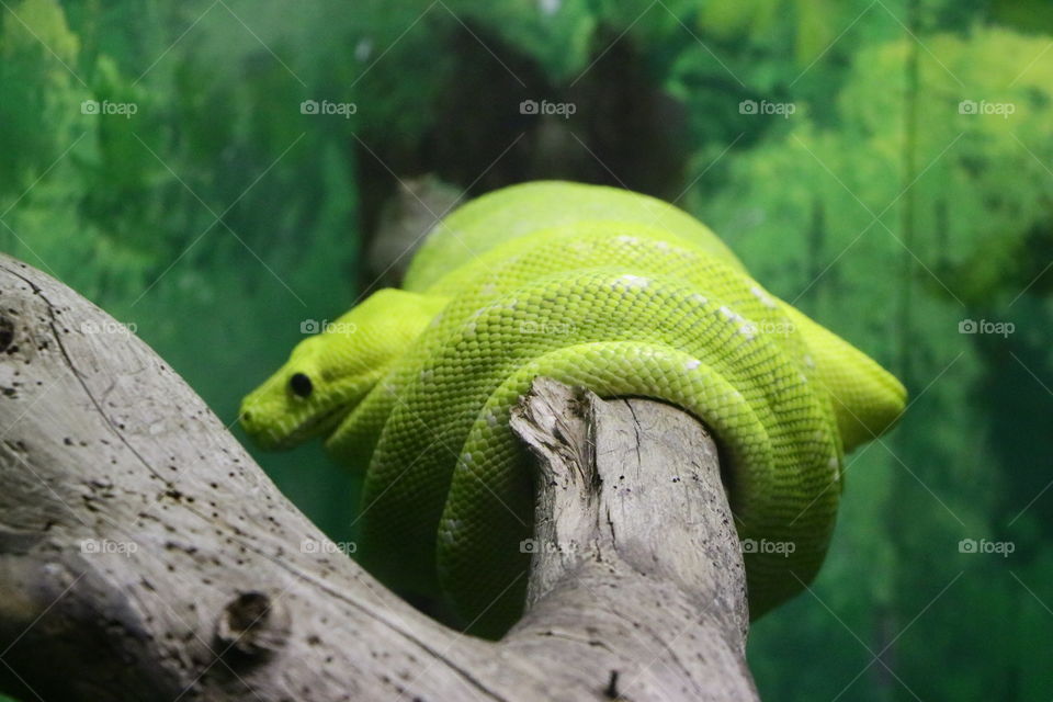 The green snake in the zoo of Haifa one of my favorite zoo .