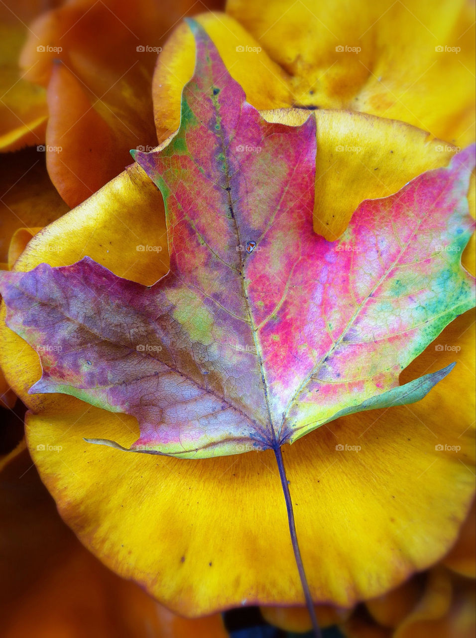 color leaves forest leaf by ireneo