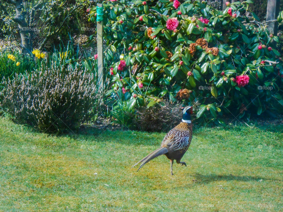 A pheasant running ac