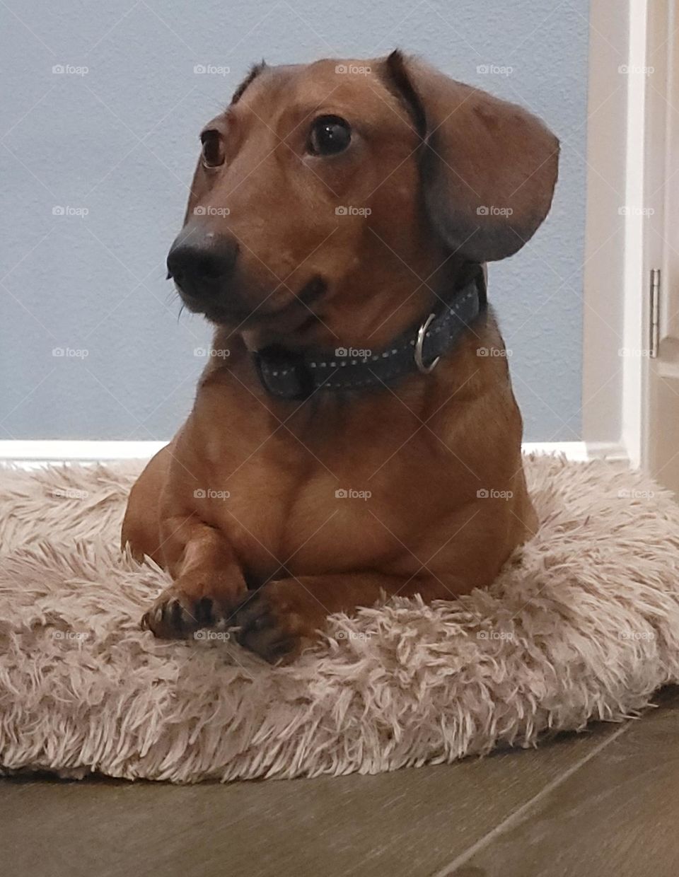 Jimmy the Dachshund