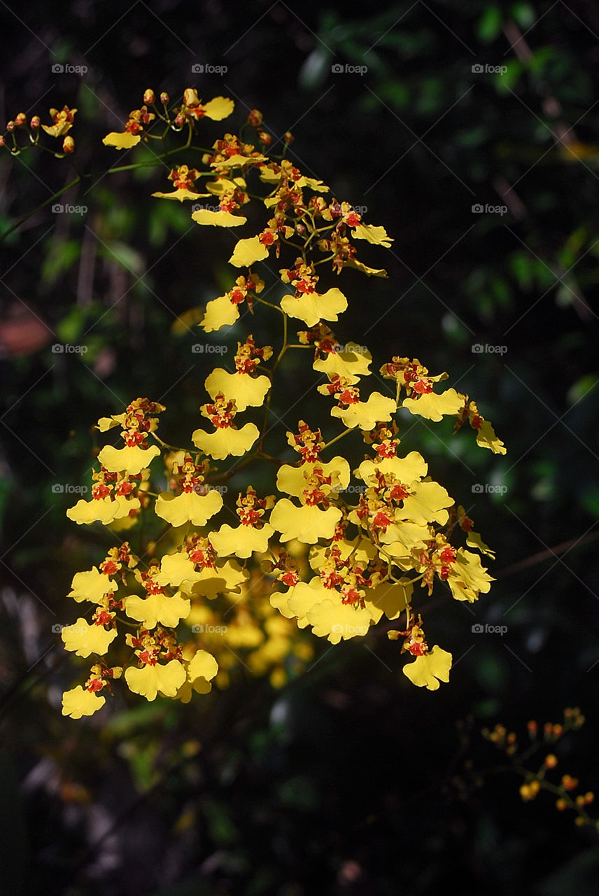 Orchids of Chapada Diamantina, Bahia