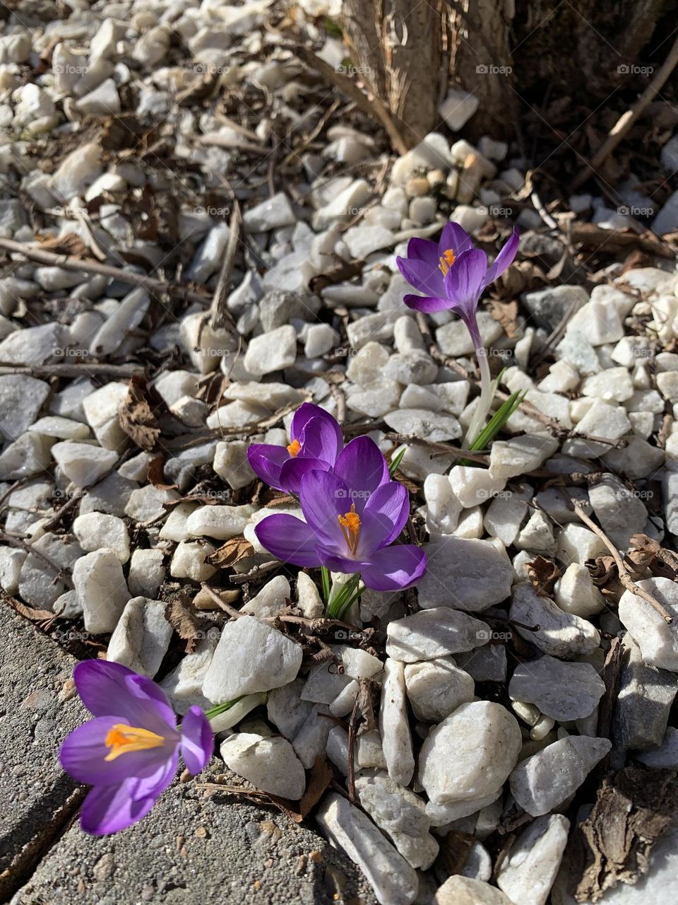crocuses in the spring sun