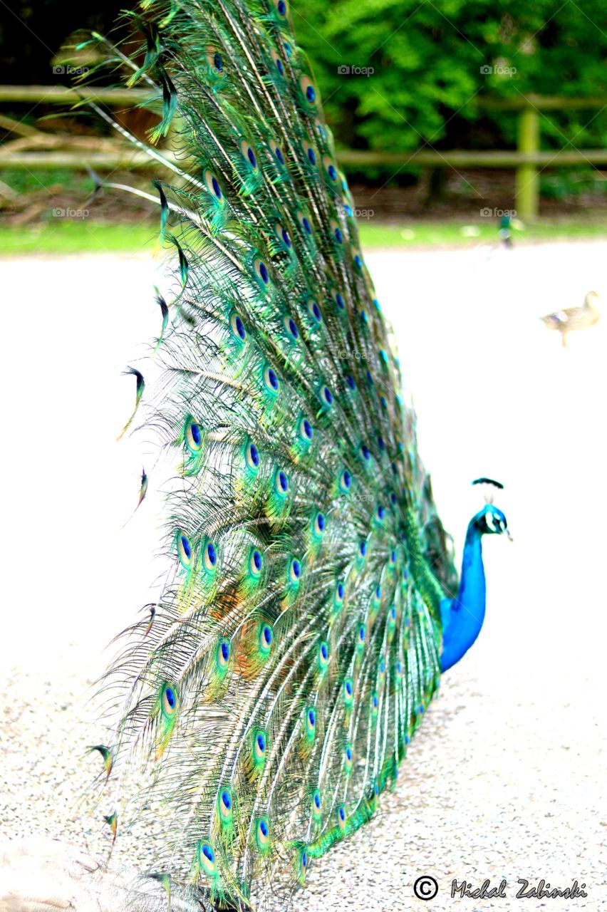peacock