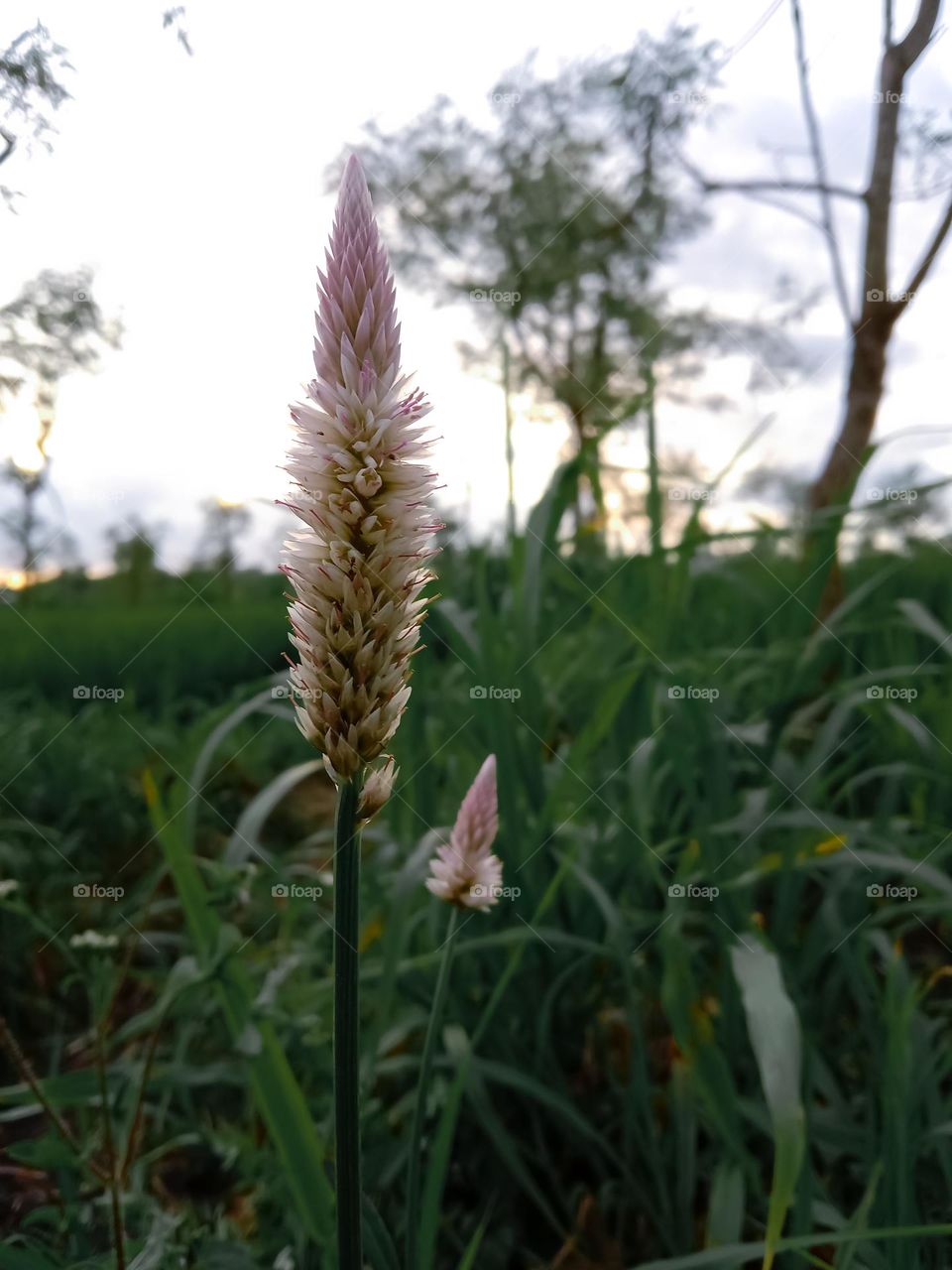 chicken comb flower.