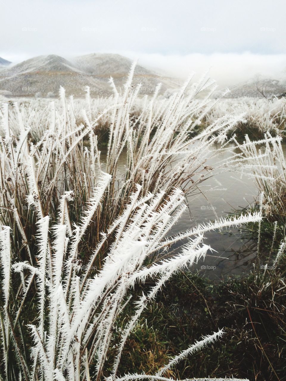 Frost in omarama New Zealand is more beautiful then anything I have ever seen 