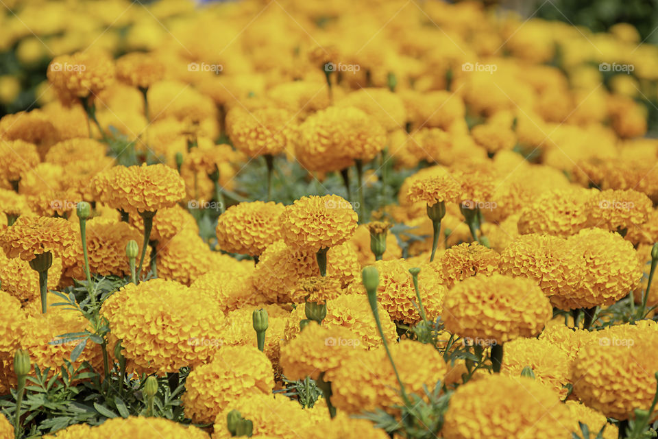 Yellow Marigold  flowers or Tagetes erecta in garden.