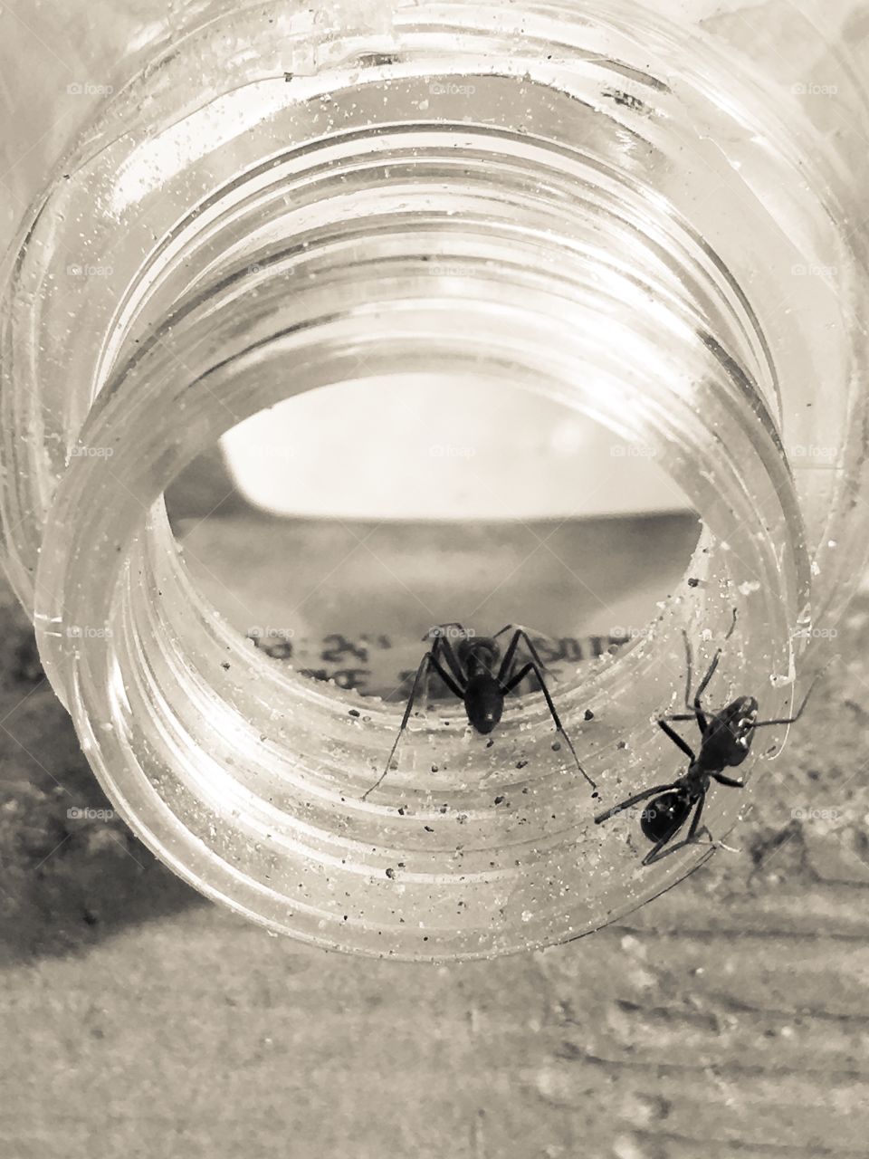 Worker ants large crawling inside and outside glass jar laying on its side cream tones