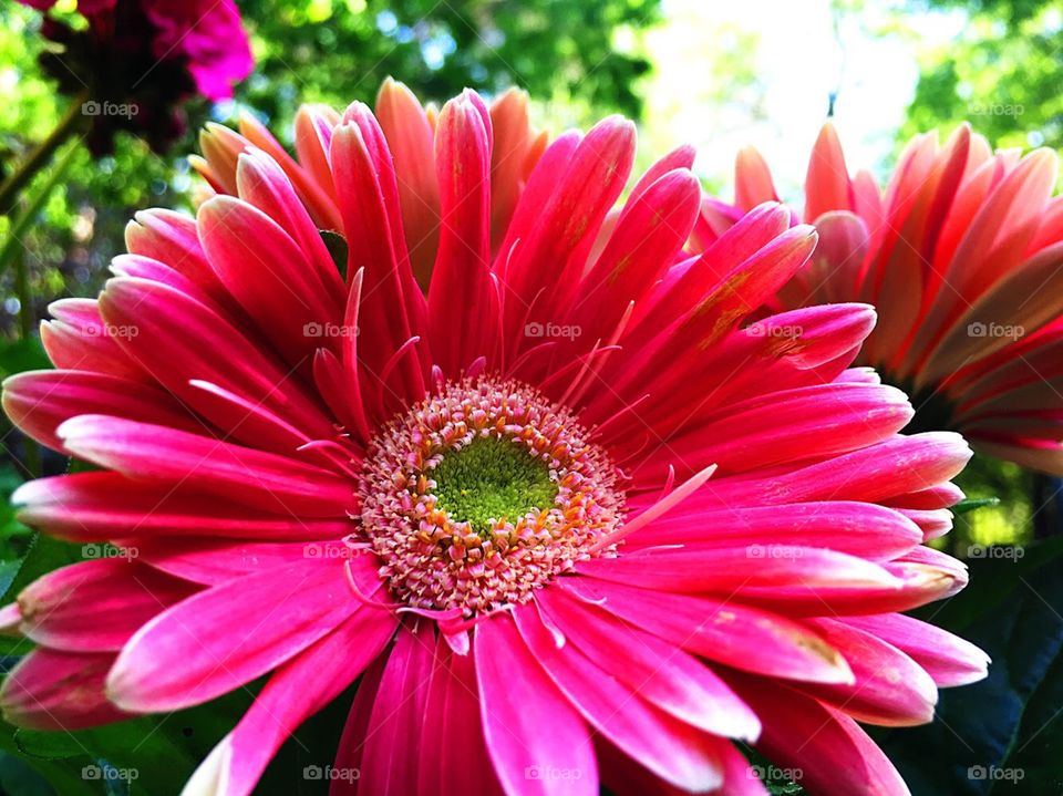 This is one of my favorite photos that I've ever taken. I walked out onto my back porch one day and noticed these beautiful Gerbera daisies in full bloom. They made ready, willing, and gorgeous models for a super quick photo shoot.
