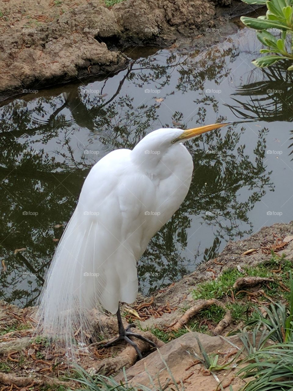 posing white bird