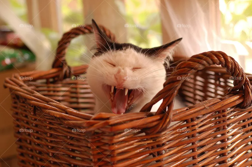 cat