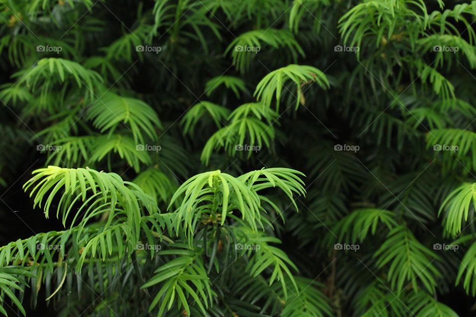 Green leaves on the tree 💚💚💚