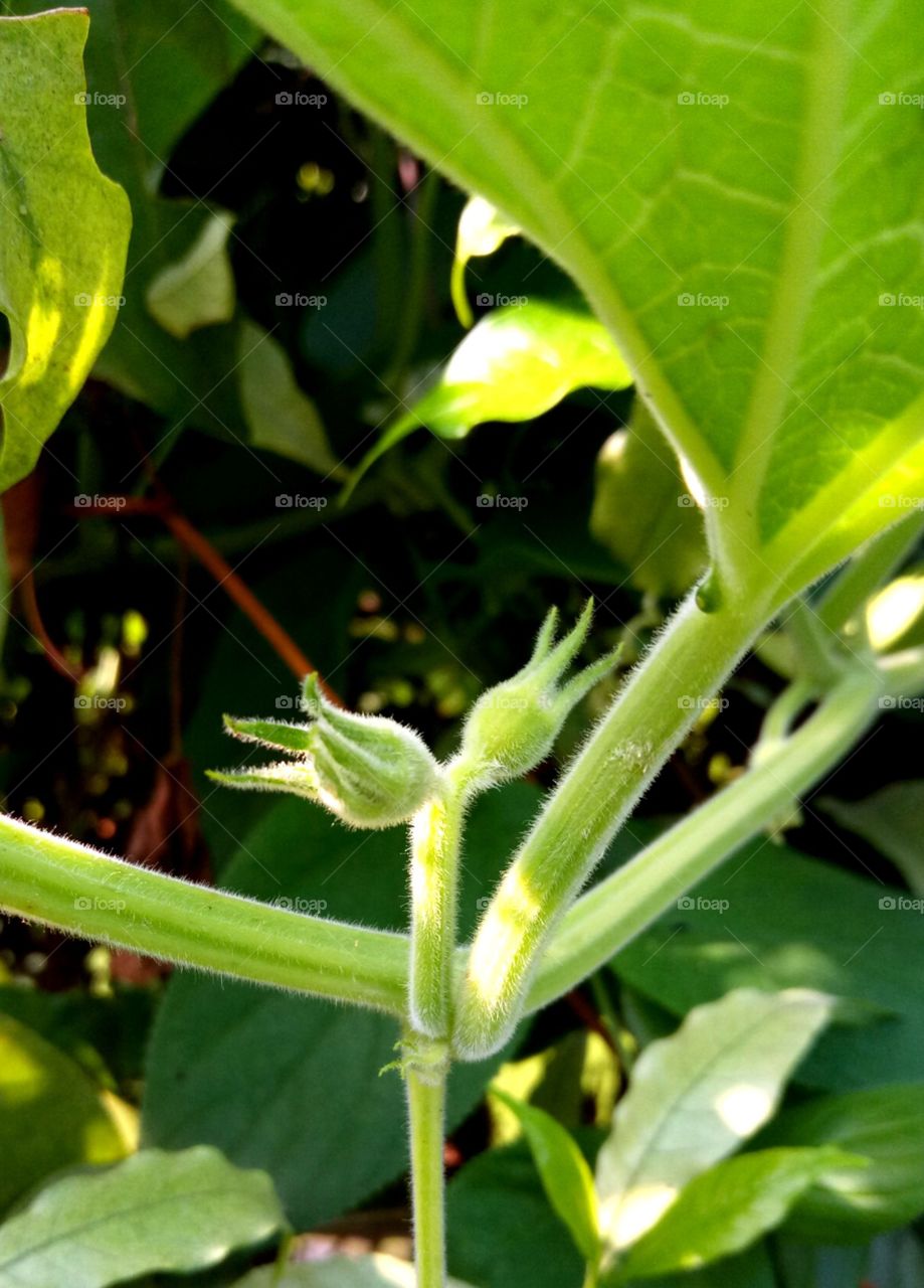 pumpkin leaves flowers