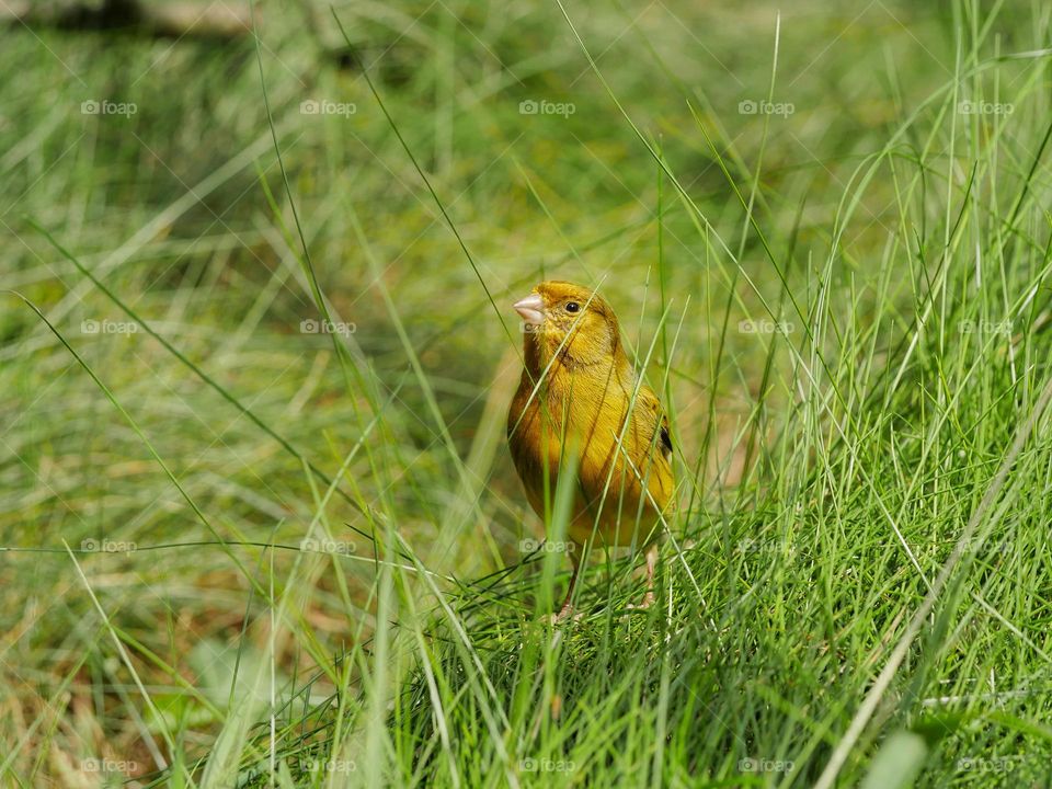 Domestic canary perching in grass