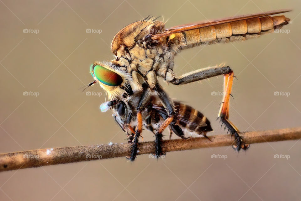 robberfly eating a bee.