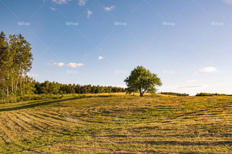 Lonely tree. Natural landscape