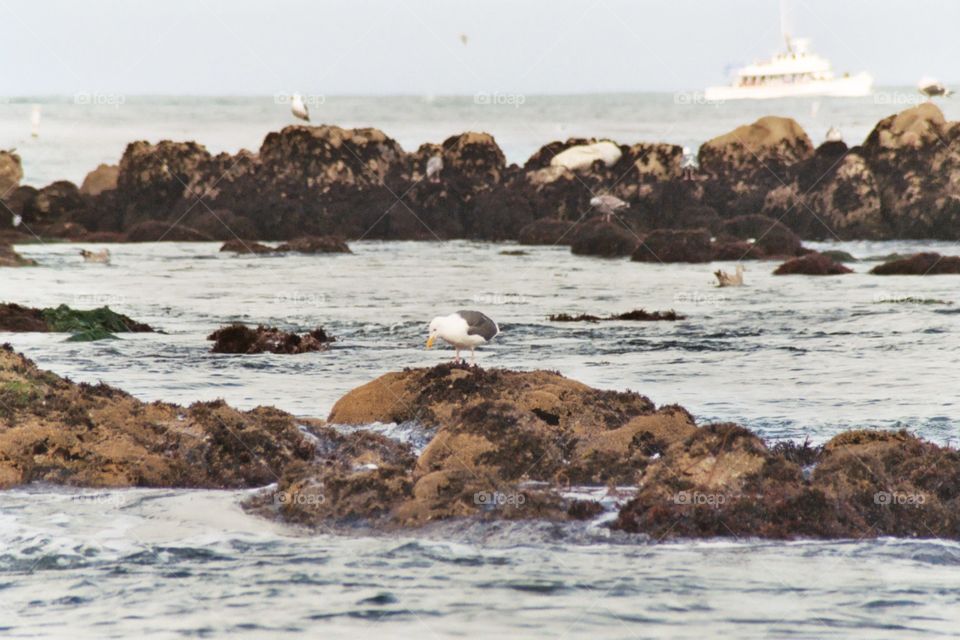 Coastline with a seagull