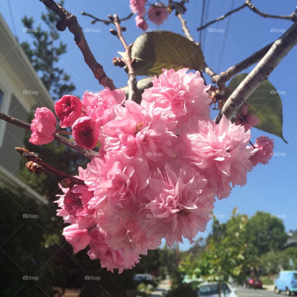 Reminiscing. Kanzan cherry blossoms, a bit of spring during summer.