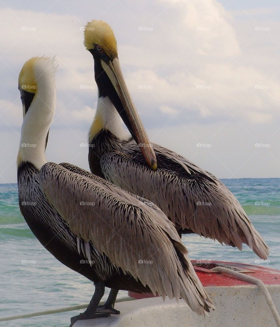 Pelicans