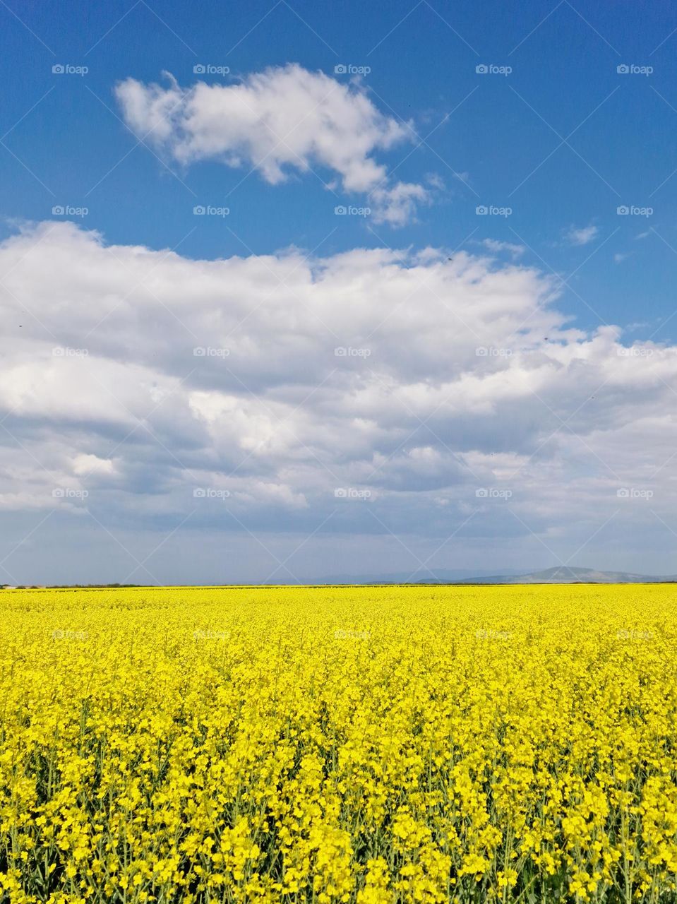 Rape field