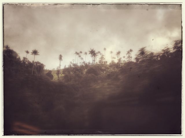 Surrealistic palm trees. A bunch of palm trees over a hill in Colombia configuring a surealistic dream landscape.