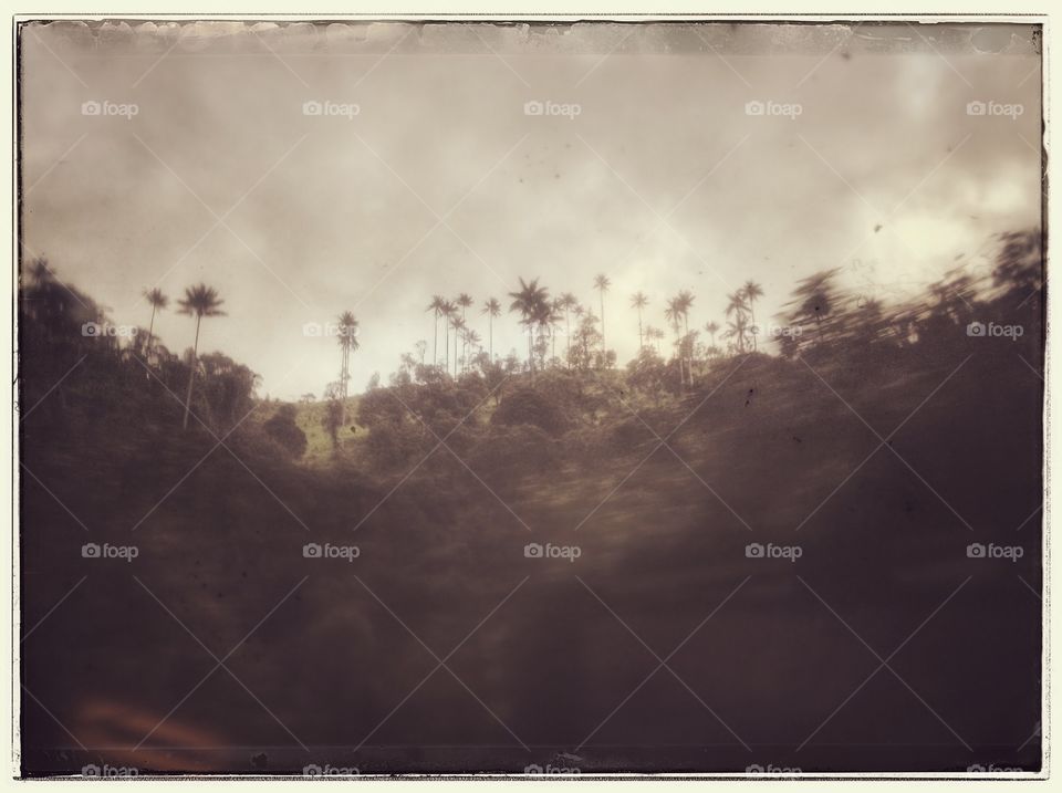 Surrealistic palm trees. A bunch of palm trees over a hill in Colombia configuring a surealistic dream landscape.