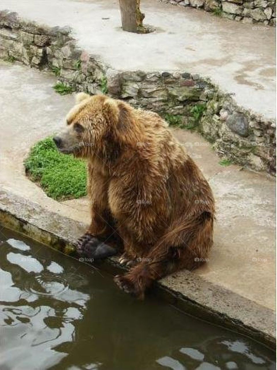 Brown bear in Riga's Zoo
