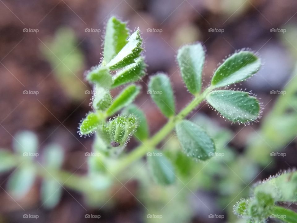 Saplings. Sapling of Bengal gram, a kind of bean.