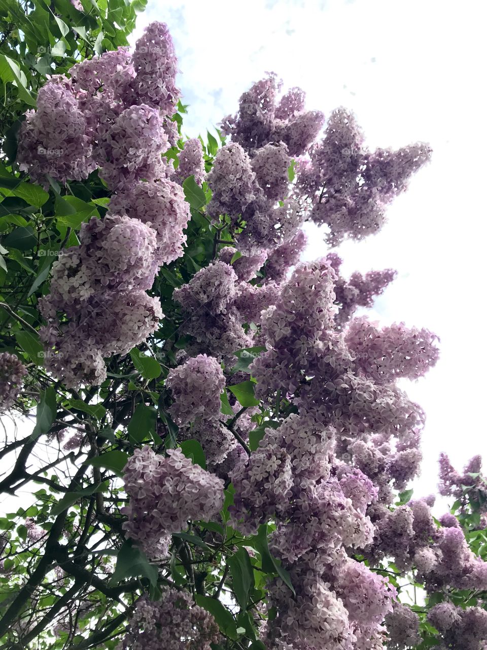 blooming lilac in the botanical garden of the city of Kiev