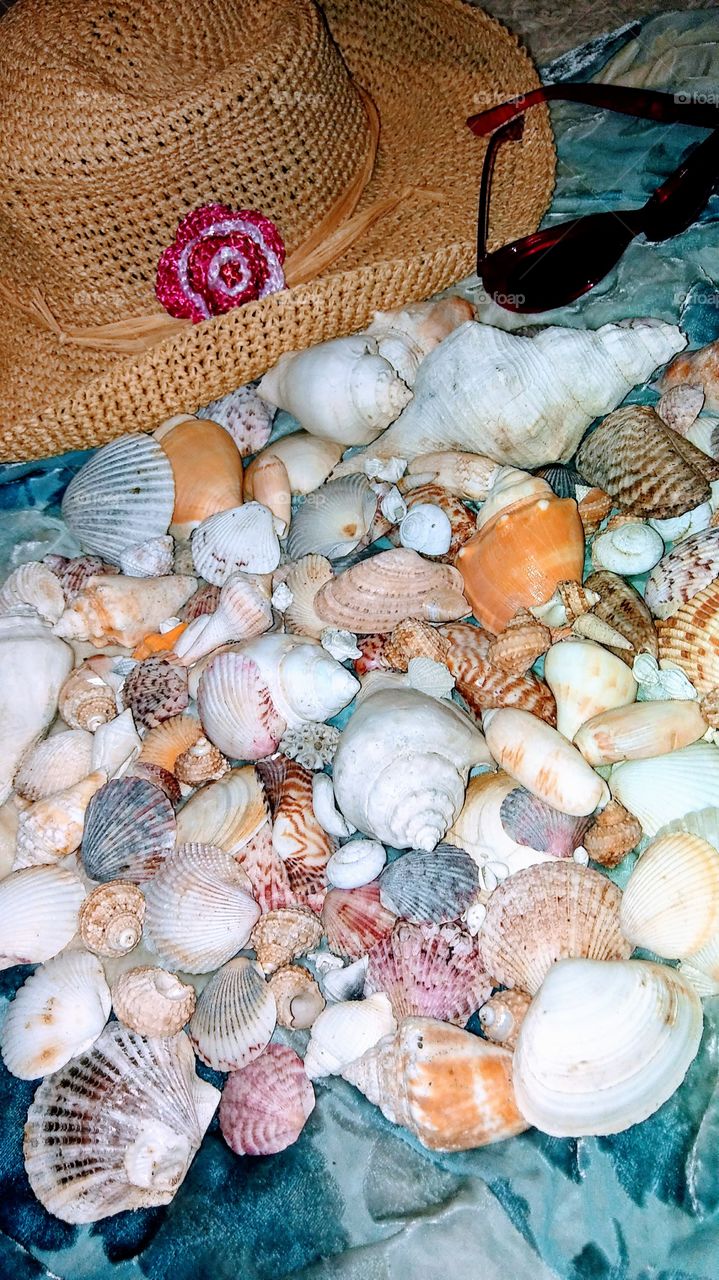 seashell