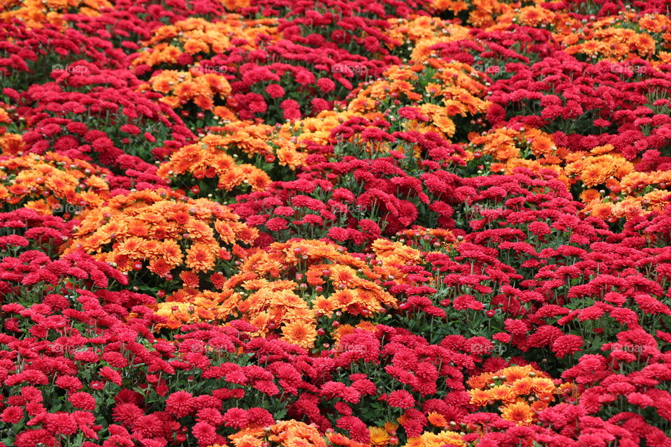 Red and orange chrysanthemums 