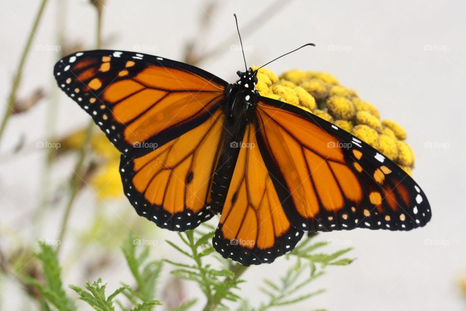 Monarch butterfly