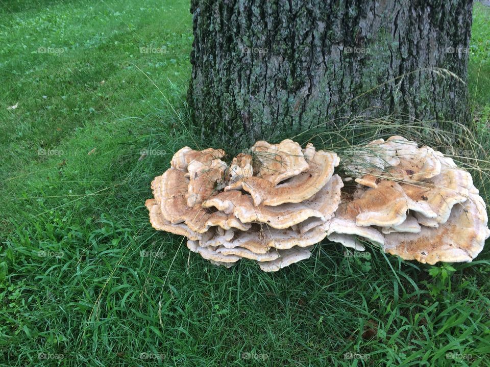 Tree mushroom 