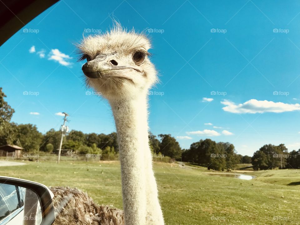 Loads of fun feeding food pellets to all different sorts of animals at safari park! 