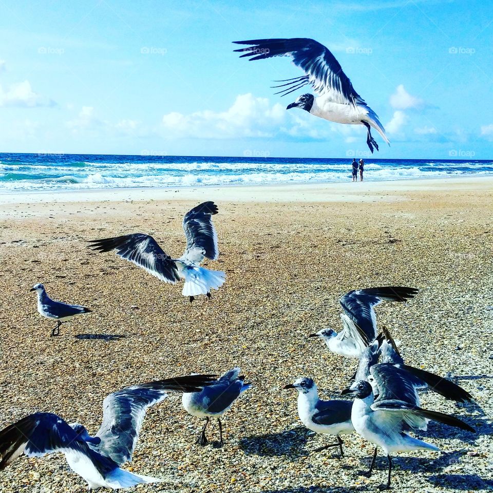 Breakfast with the Gulls