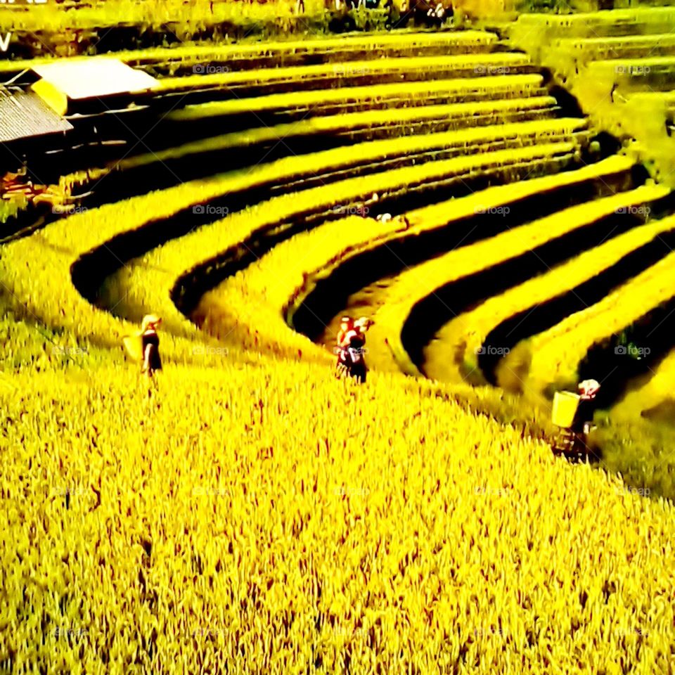 Ruộng bậc thang mùa lúa chính.