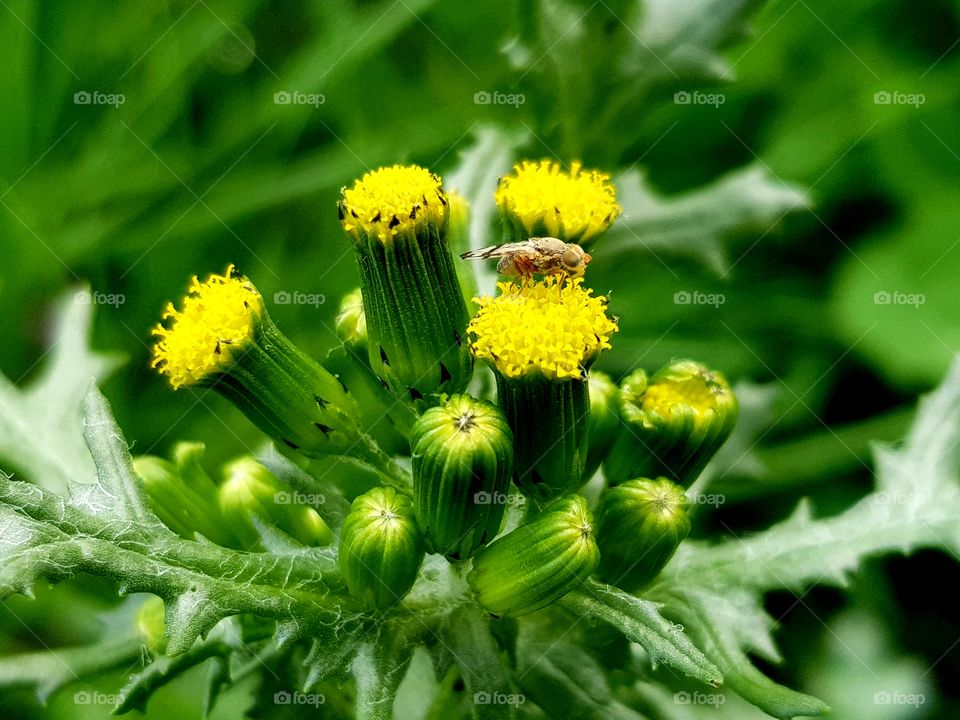 Insect on wildflower