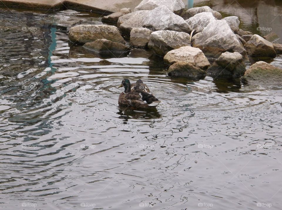 Ducks in Water Near Rocks