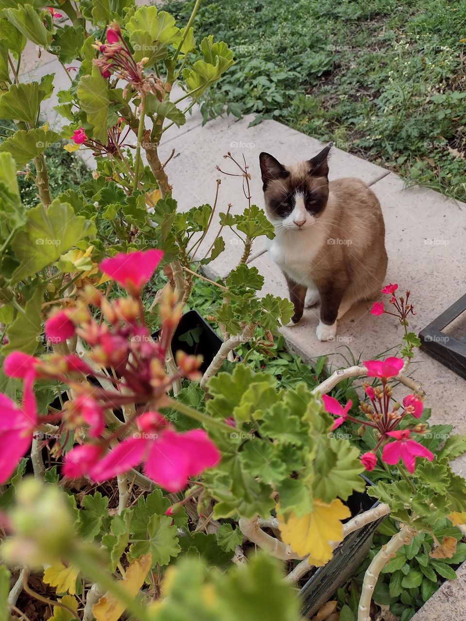 un gato en el jardin