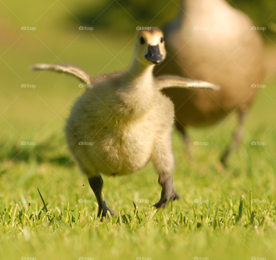 baby animal bird canada by lightanddrawing