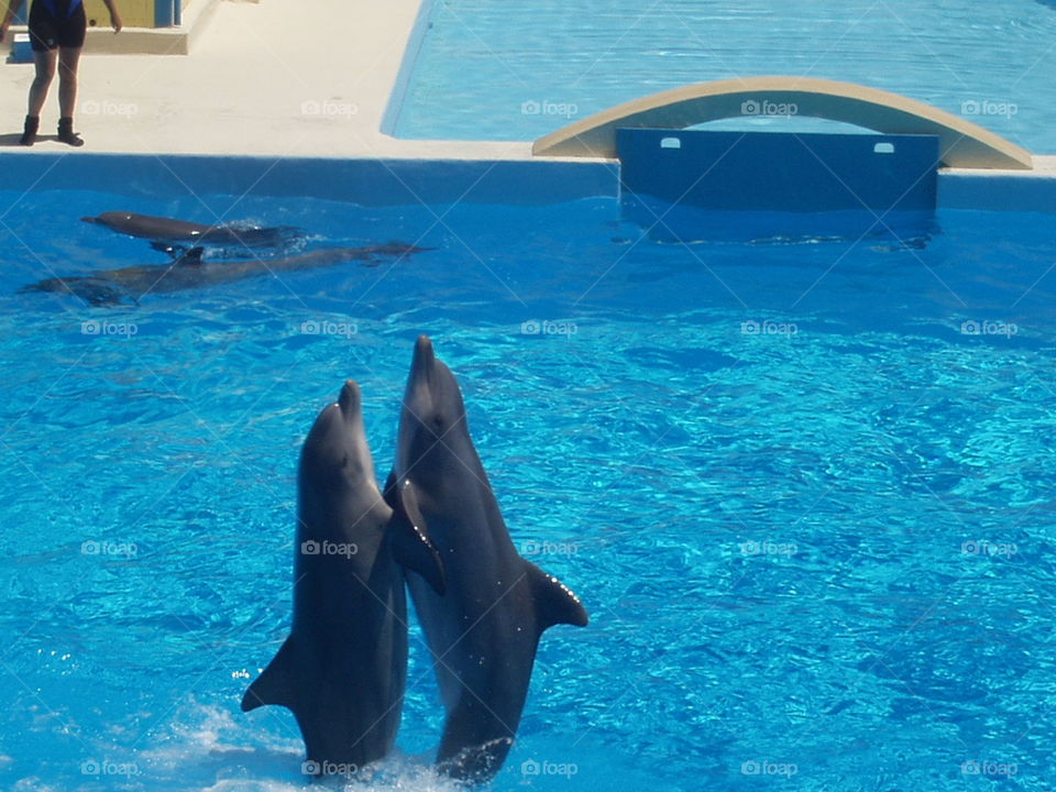 delfini dolphins