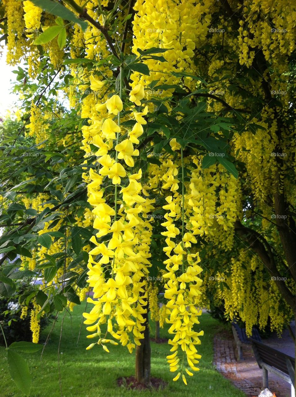sweden spring flowers garden by ingelad