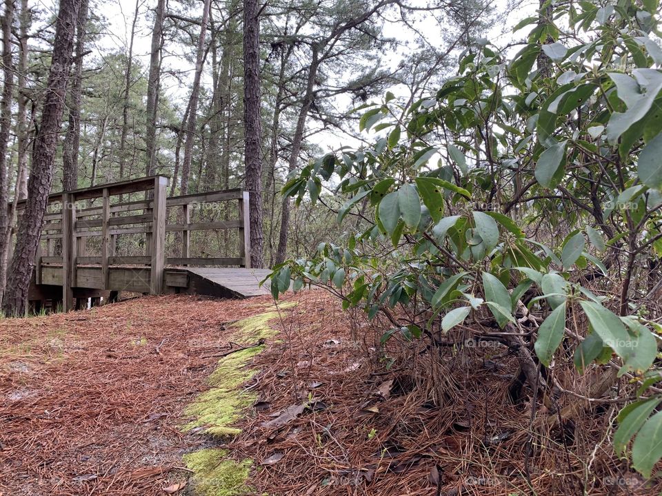 Forest bridge in the Pine Barrens