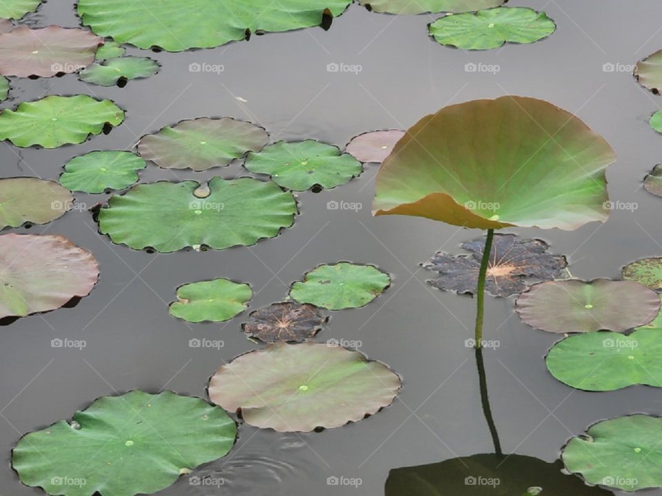 Lotus leaves on the lake