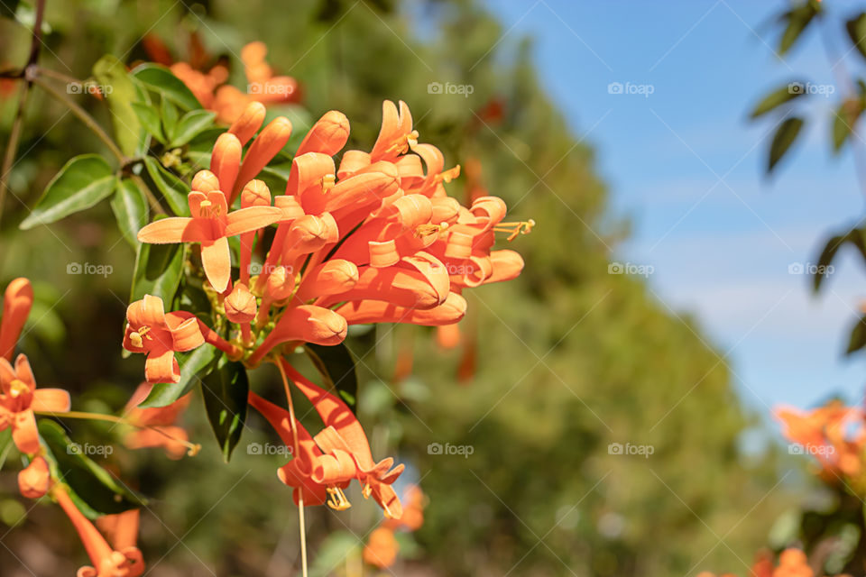 Beautiful orange flowers or Pyrostegia venusta in garden