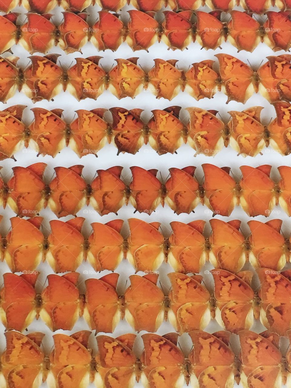 Which one is different?