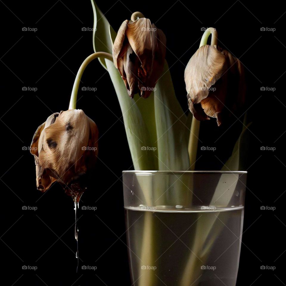 Three dead tulips that were once beautiful