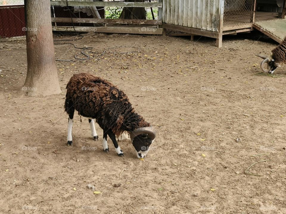 Sheep at Chulu Ranch in Beinan Township