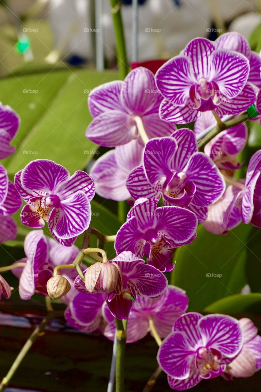 Orchids 