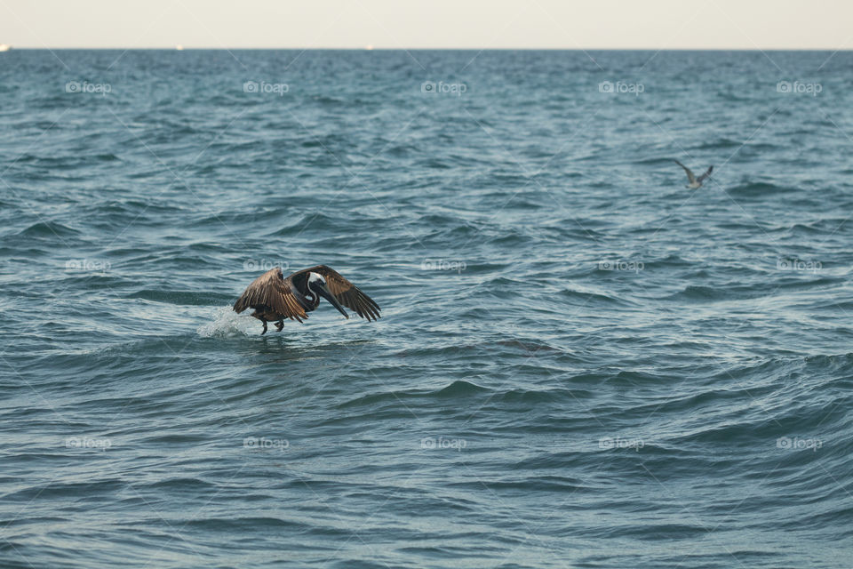 pelican flying